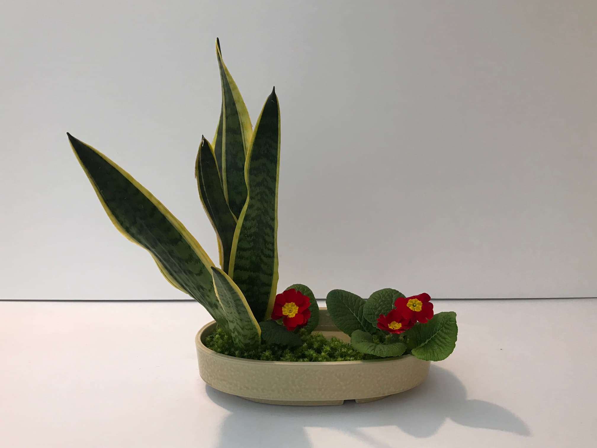 Arrangement Shikisai Moribana Youshiki Honi style Ohara
