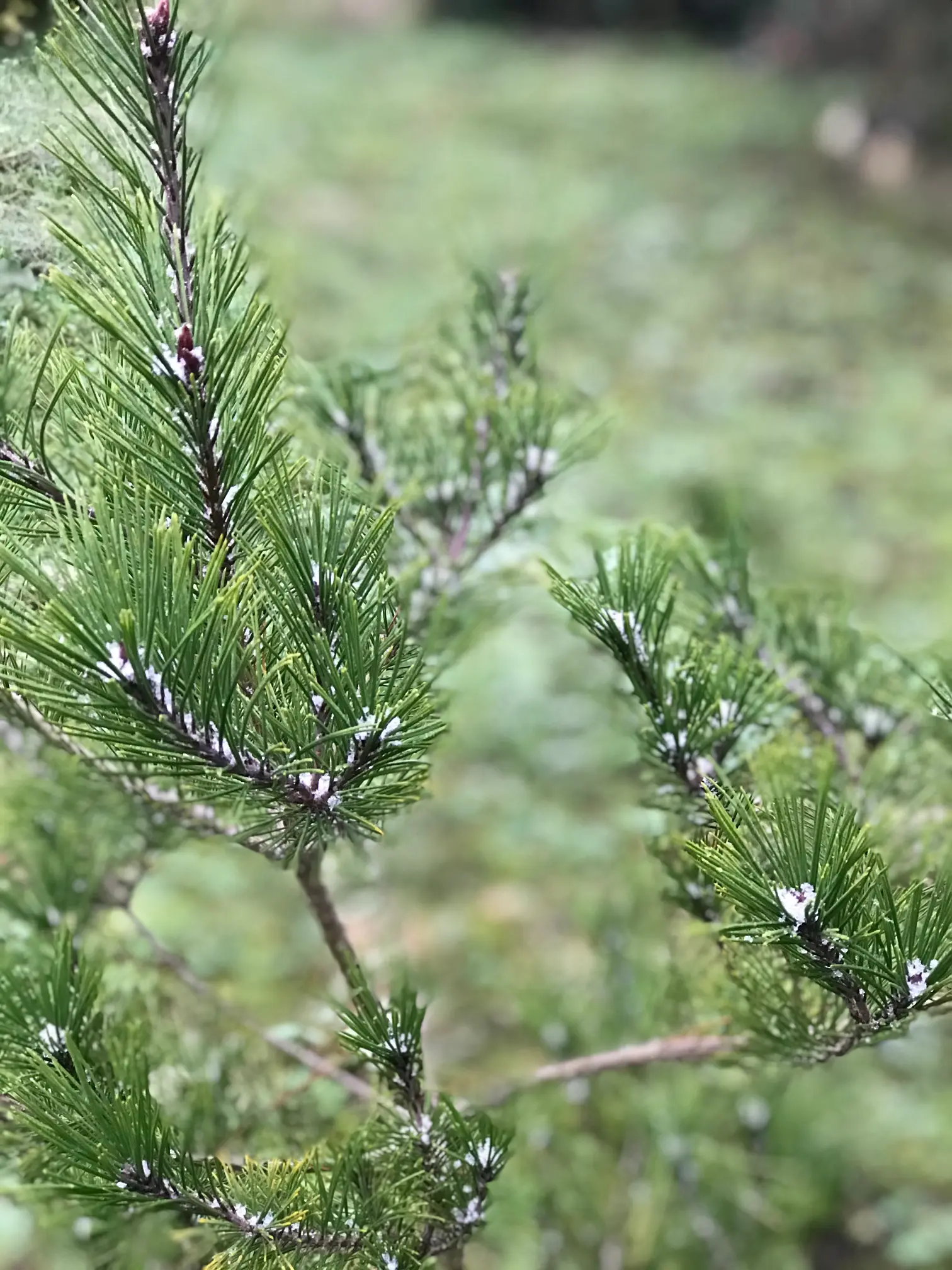 Herbes vertes en composition