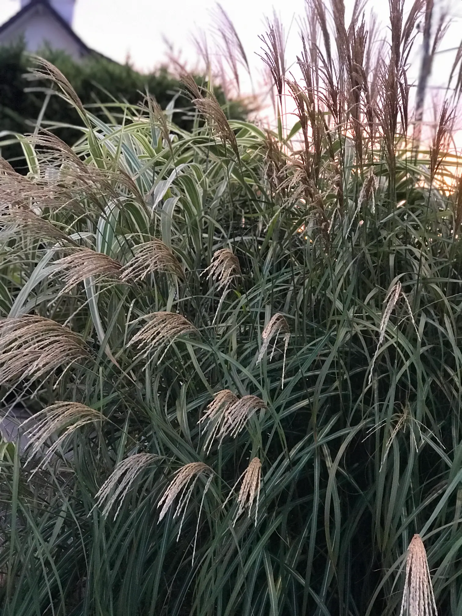 Herbe argentée japonaise