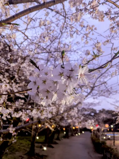 Sakura nocturne