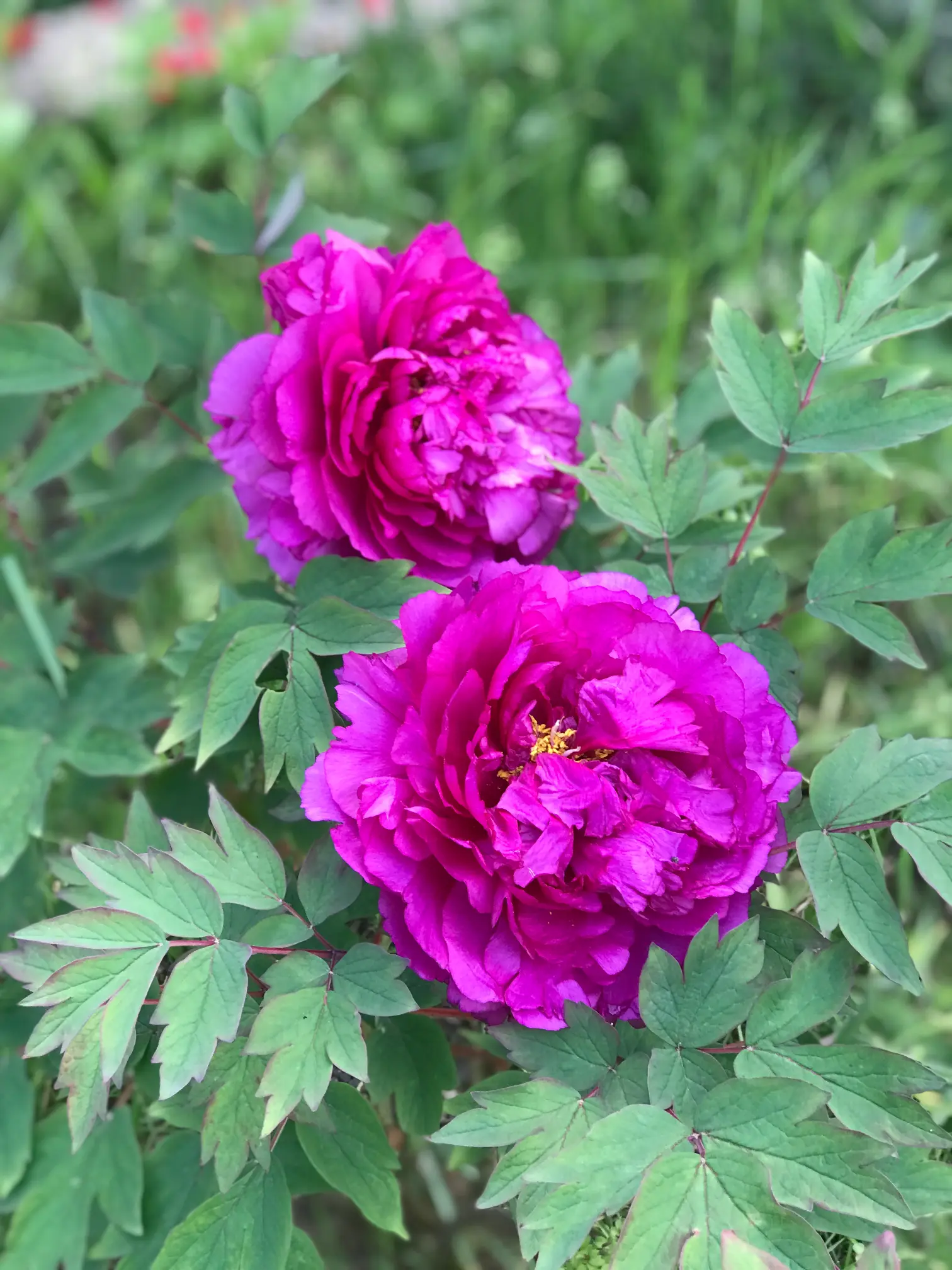 Fleur rose délicate