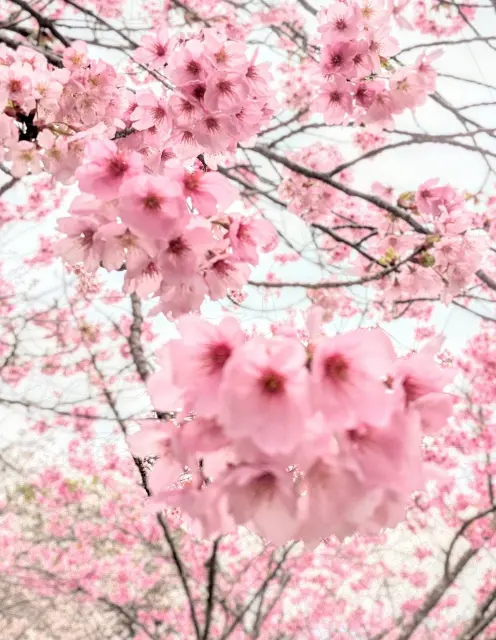 Arbre de sakura rose