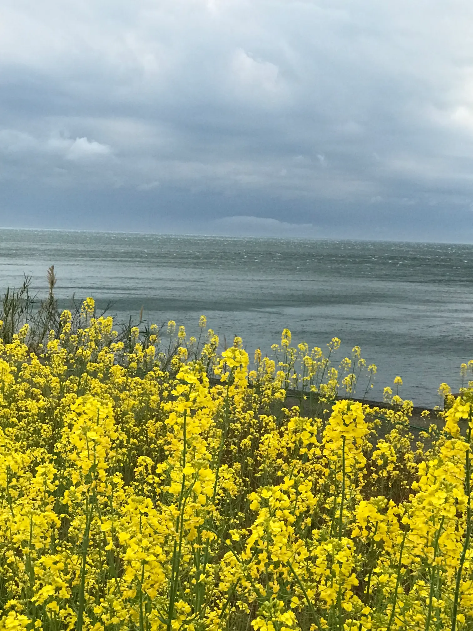 Vue sur mer avec arrangement