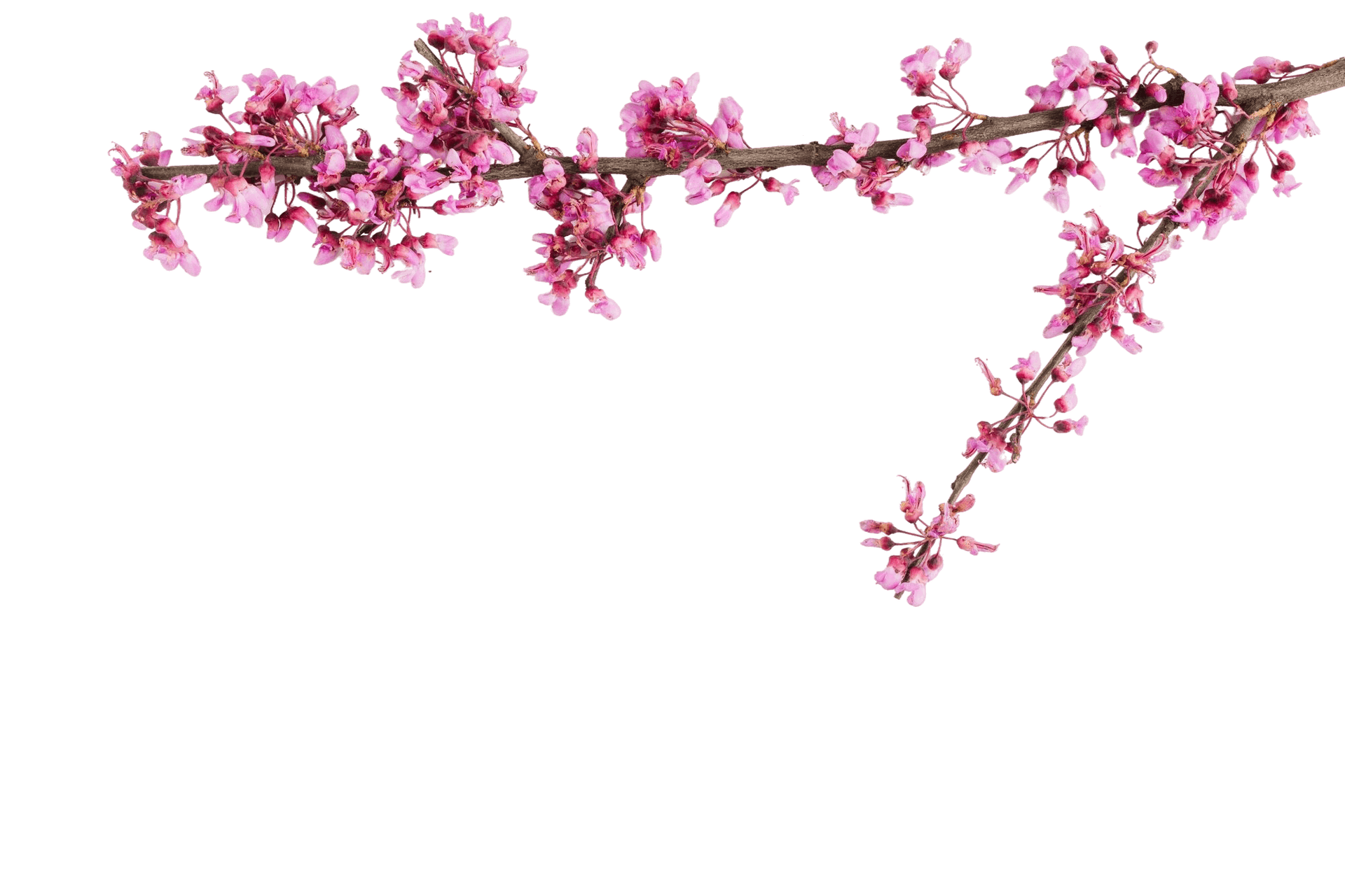 sakura branch