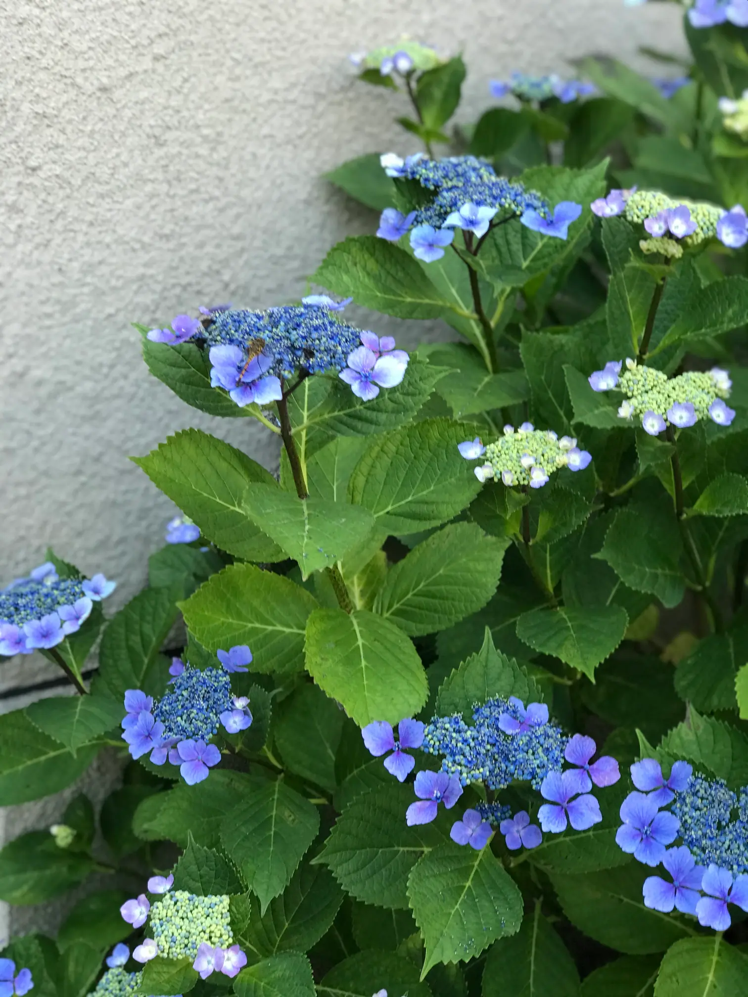 Arrangement de fleurs bleues et violettes